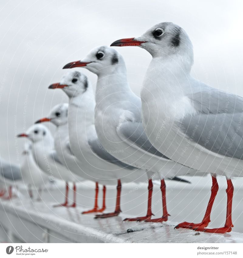 STILLG´STAN´N! Nordsee Meer Vogel Möwe Reihe Sitzreihe Ordnung warten Erwartung Futter füttern Appetit & Hunger Gier lau beobachten geordnet angetreten