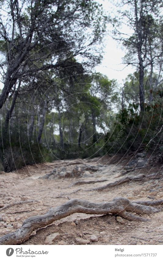 Stolperfalle... Umwelt Natur Landschaft Pflanze Erde Frühling Baum Wildpflanze Baumwurzel Pinie Wald Insel Mallorca Wege & Pfade stehen dehydrieren Wachstum