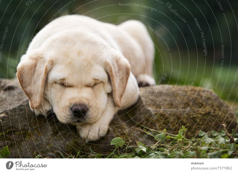 Schlafmütze Gesundheit Allergie Tier Haustier Hund Welpe Labrador 1 Tierjunges schlafen träumen blond Freundlichkeit Fröhlichkeit klein natürlich positiv