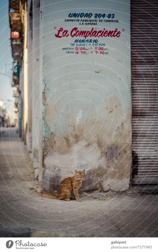 kubanische Katze Havanna Stadt Hauptstadt Stadtzentrum Mauer Wand Fassade Tier Haustier Nutztier Wildtier 1 trashig trist mehrfarbig Kultur Leben Tourismus