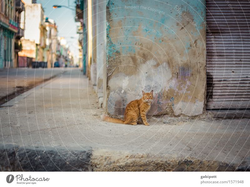 kubanische Katze Havanna Kuba Hauptstadt Stadtzentrum Altstadt Mauer Wand Fassade Tier Haustier Nutztier 1 beobachten mehrfarbig Sympathie einzigartig