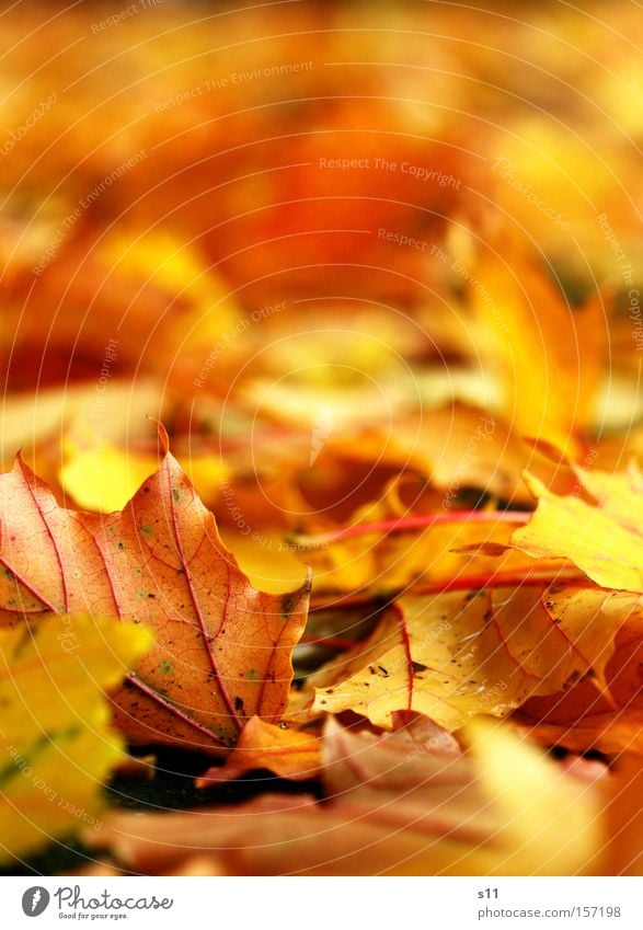 Goldige Erinnerungen Herbst Blatt Jahreszeiten Gefäße gelb Teppich Baum Ahornblatt Licht Makroaufnahme Nahaufnahme Bodenbelag gold Spitze