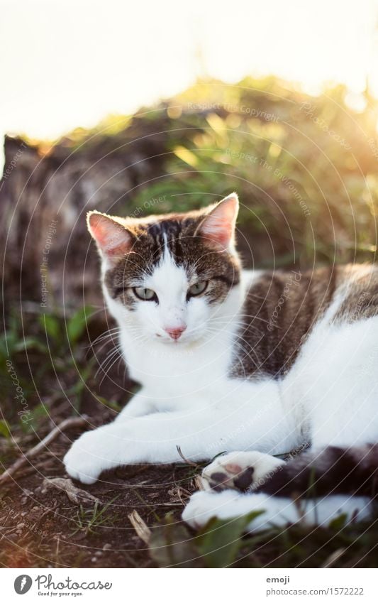 Lieblingsplatz Schönes Wetter Garten Wiese Tier Haustier Katze 1 kuschlig Wärme Farbfoto Außenaufnahme Tag Schwache Tiefenschärfe Tierporträt