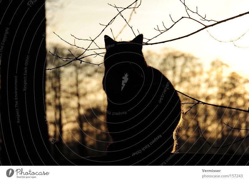 Endlich Ruhe. Katze Abendsonne Winter Licht Schatten Baum Zweig Gegenlicht Sonne Säugetier Himmel Sicherheit