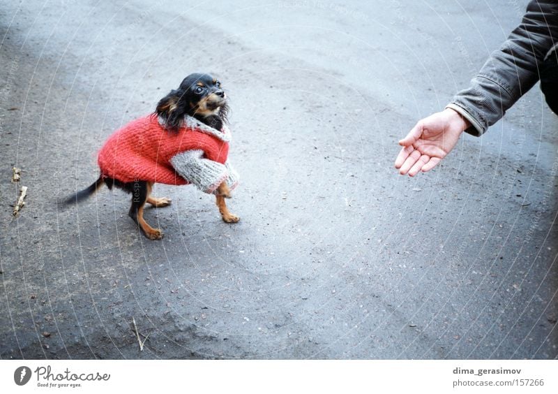 Hund 2 Tier Säugetier Straße Hand Lebensmittel Mahlzeit rot Asphalt Angst Gefühle Tallinn Leidenschaft Freude Farbe Sinn Außenaufnahme