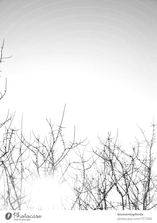 Dornen Schwarzweißfoto Sonnenstrahlen Gegenlicht Himmel Sträucher kalt Zweig Ast Dornenstrauch