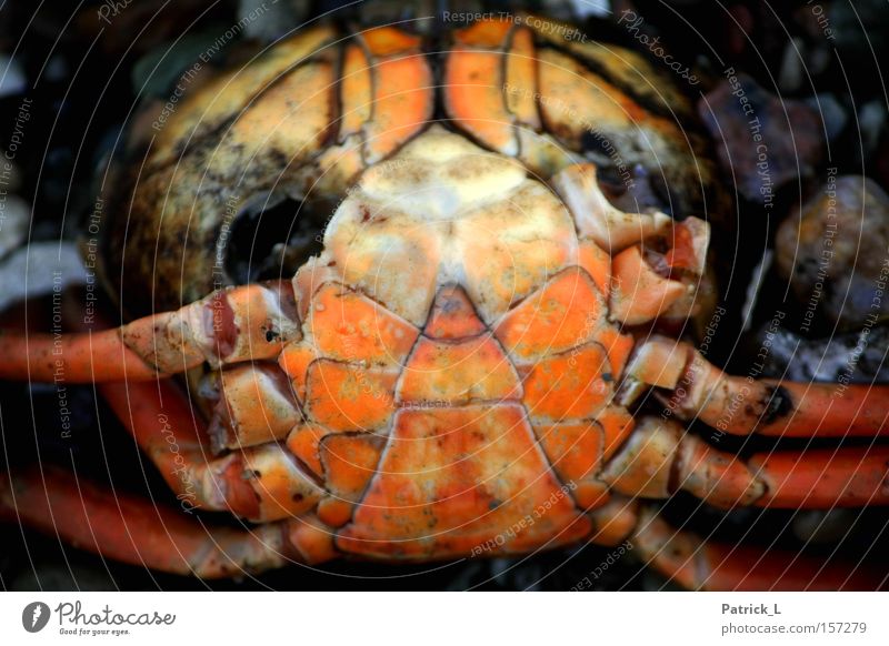 gestrandet Kontrast hilflos orange Ostsee Wasser Tier Krebstier Vergänglichkeit Tod Trauer Verzweiflung Winter Mitgefühl Traurigkeit