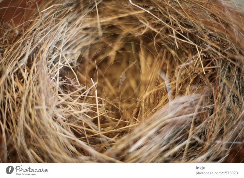 Ein noch leeres Osternest Erntedankfest Dekoration & Verzierung Stroh Nest kuschlig natürlich rund braun Nestbau einfach beige trocken Farbfoto Innenaufnahme