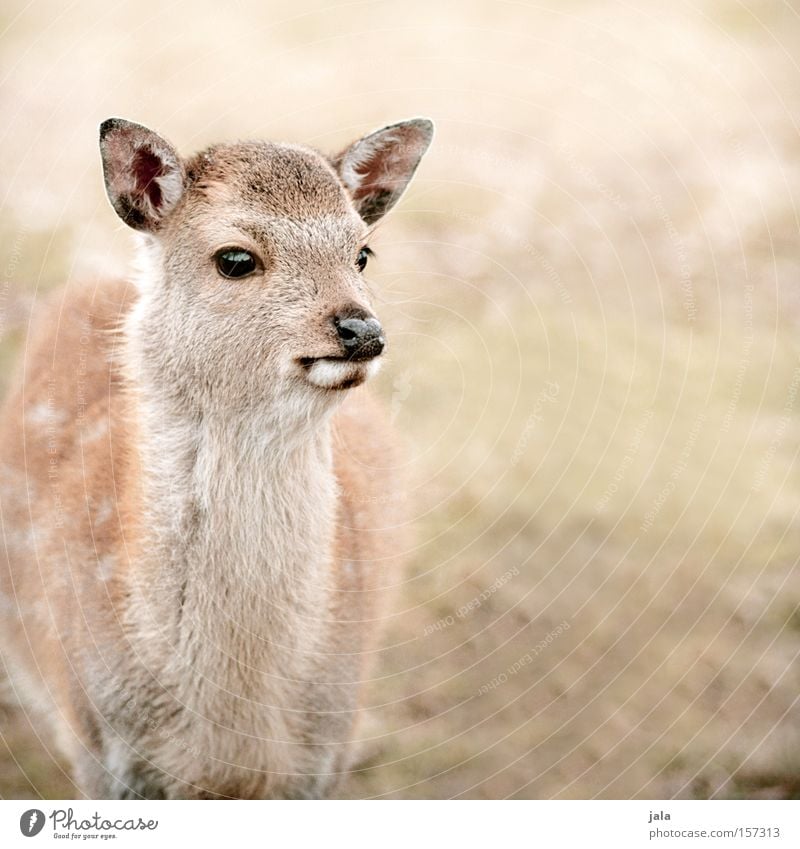 bambi love Reh Tier Wildtier Natur Schüchternheit Vorsicht wild Säugetier Hirschkalb zutraulich