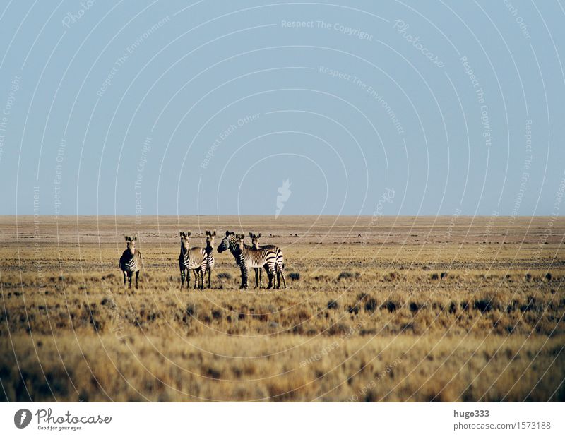 Die Beobachter exotisch Tier Wildtier Zebra 4 Tiergruppe Herde Tierfamilie beobachten Blick Wüste Afrika Ebene Panorama (Aussicht) Safari Farbfoto Außenaufnahme