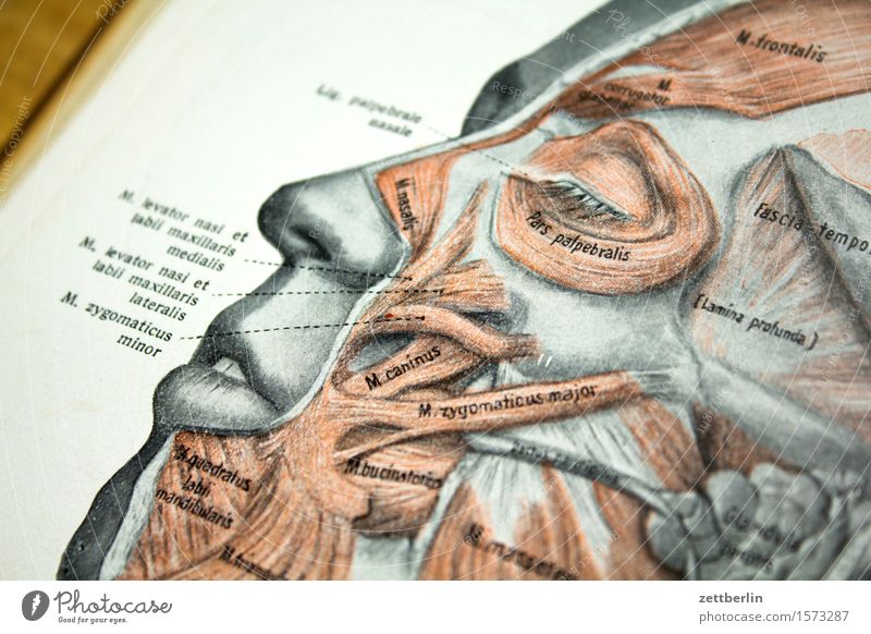 Gesicht Anatomie Arzt Buch Grafik u. Illustration Körper Körperteile Kopf Schulbücher Medikament Mensch Auge Nase Mund Stirn Muskulatur Sehne Studium