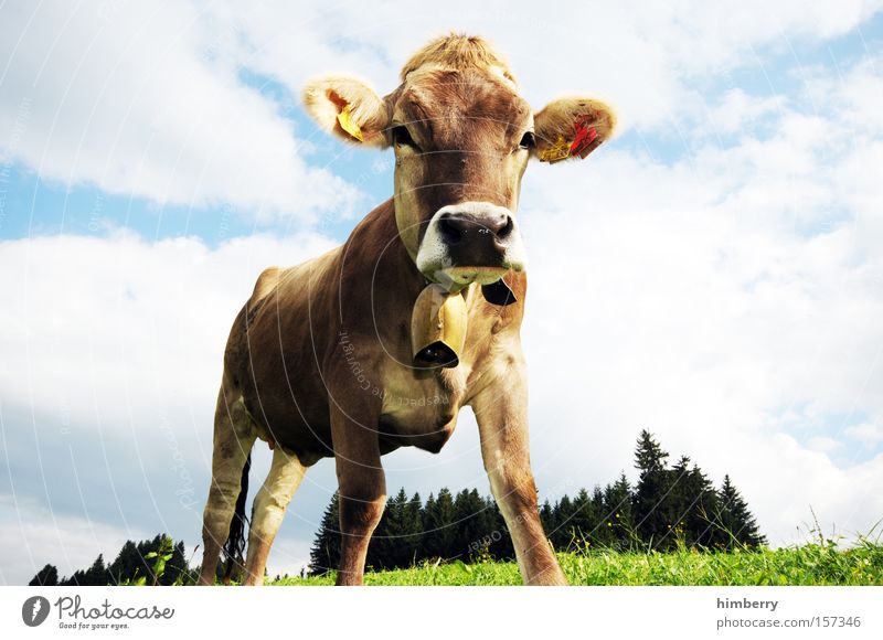 bio rasenmäher Milcherzeugnisse Molkerei Milchwirtschaft Rasenmäher Bioprodukte Biologische Landwirtschaft Milchkuh Kuh Säugetier biomilch
