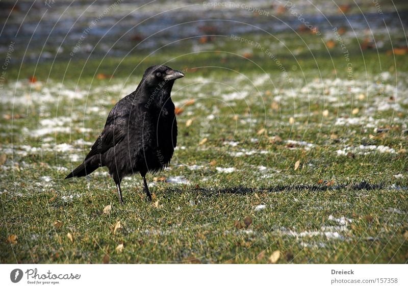 sehen und gesehen werden Vogel Gras gefiedert Schnabel schwarz dunkel Natur Krähe Rabenvögel Aasfresser Rasen Wiese Tier Blick grimmig Garten Park Deutschland