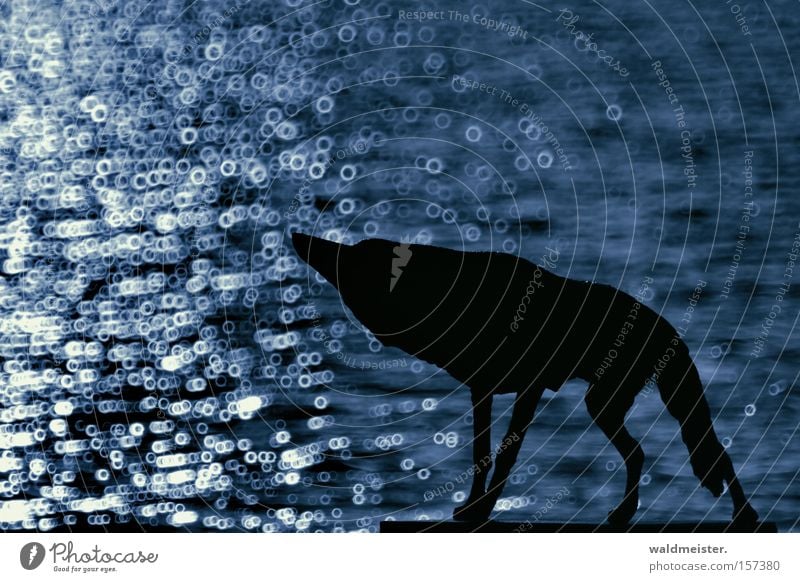Böser Wolf Hund Wasser böse Einsamkeit Sehnsucht Tier Märchen blau Säugetier Unschärfe Spiegellinsenobjektiv (Effekt) Silhouette Freisteller Textfreiraum oben