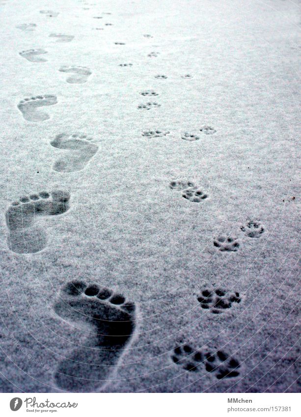 zu zweit Barfuß Laufsteg Mensch Tier Fußspur Zehen Pfote kalt Winter Schnee Eis
