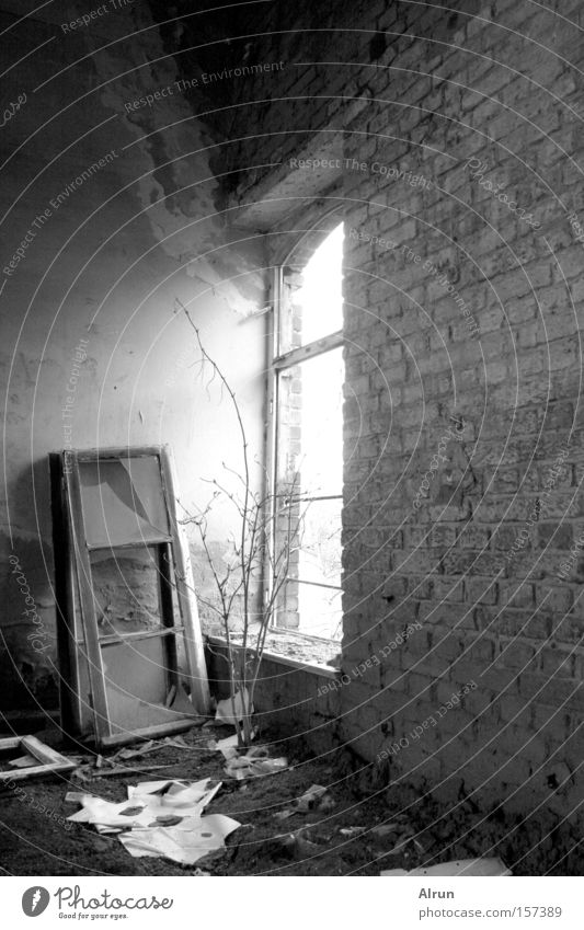 Einsames Fenster Fensterscheibe gebrochen Licht Mauer Beleuchtung alt kaputt Raum Sträucher verfallen