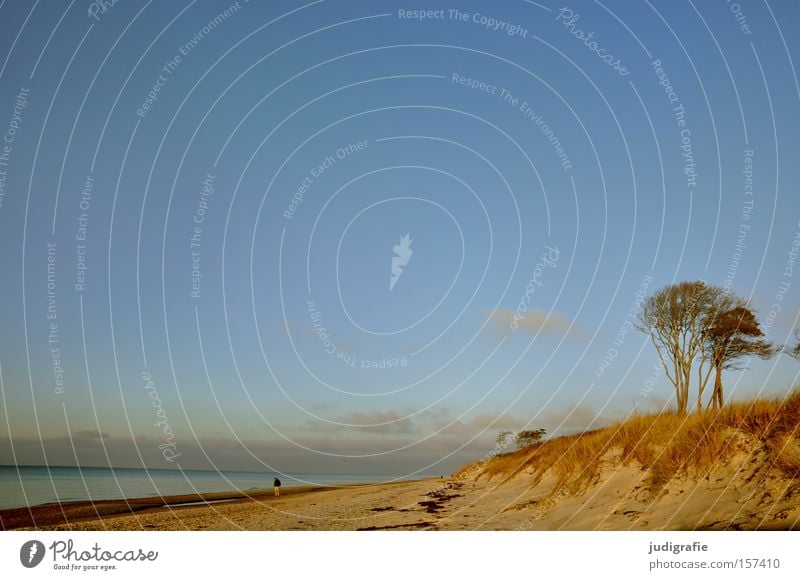 Ostsee Küste Darß Strand Stranddüne Himmel Baum Natur Erholung Ferien & Urlaub & Reisen Umwelt Mann Mensch Einsamkeit ruhig Farbe Meer