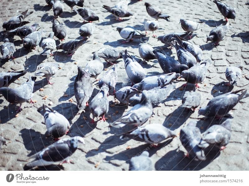 vielbeschäftigt Tier Taube Flügel Tiergruppe Schwarm fliegen Fressen füttern hässlich grau gefräßig ästhetisch Glaube Religion & Glaube Stadt Zusammenhalt