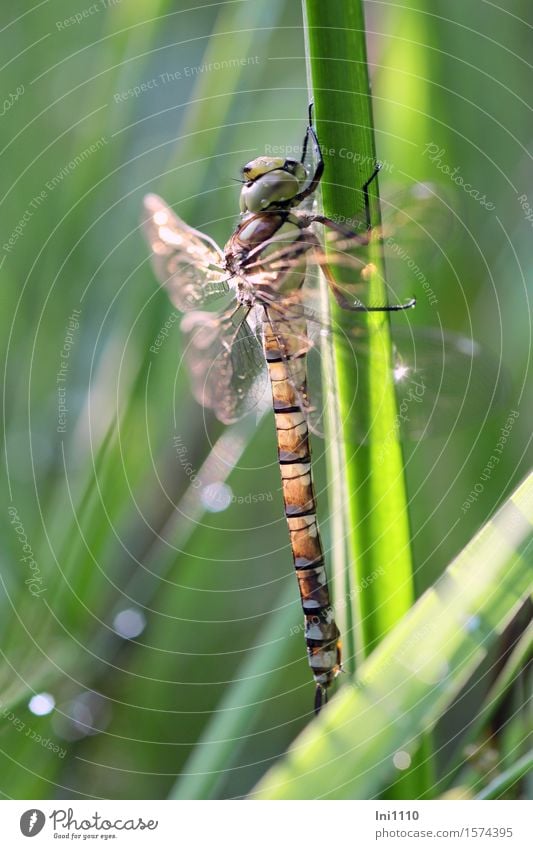 Mosaikjungfer frisch geschlüpft Pflanze Tier Sonne Sonnenlicht Sommer Schönes Wetter Seeufer Moor Sumpf Teich Bach Wildtier Flügel Libelle außergewöhnlich