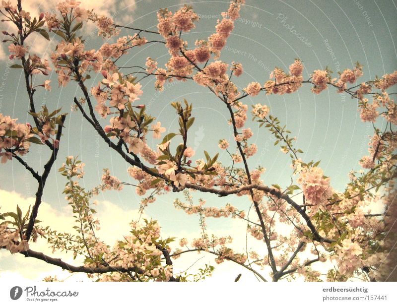 Verblasste Frühlingserinnerung Himmel Wolken Baum Blüte frisch blau rosa Vorfreude bleich Pastellton