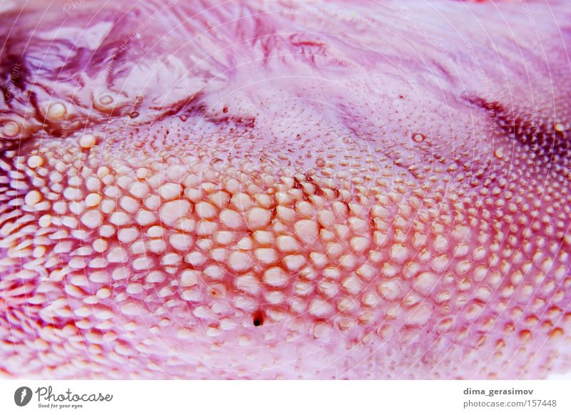 Zunge 1 rosa rau Pferch Falte Hautfalten Zopf Säugetier Farbe zottig Plisseefalte einklemmen