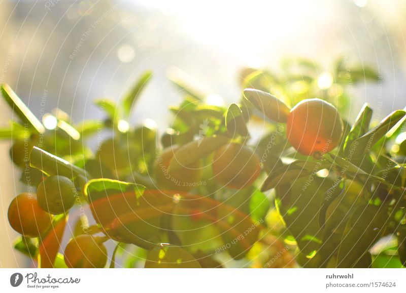 Orange II Lebensmittel Ernährung Natur Sonne Sonnenlicht Pflanze Topfpflanze exotisch authentisch frisch Gesundheit Wärme grün genießen Farbfoto Innenaufnahme