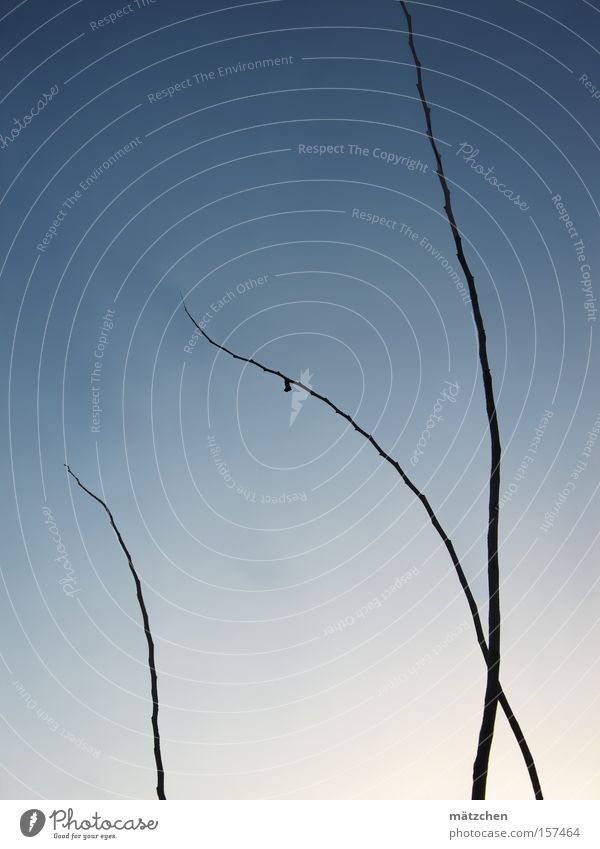 Dreisamkeit Elektrizität Energie Gefühle Sicherheit sensibel rein Klarheit Außenseiter Sevilla Abenddämmerung blau schwarz Baum Zweig Ast Sozialer Dienst