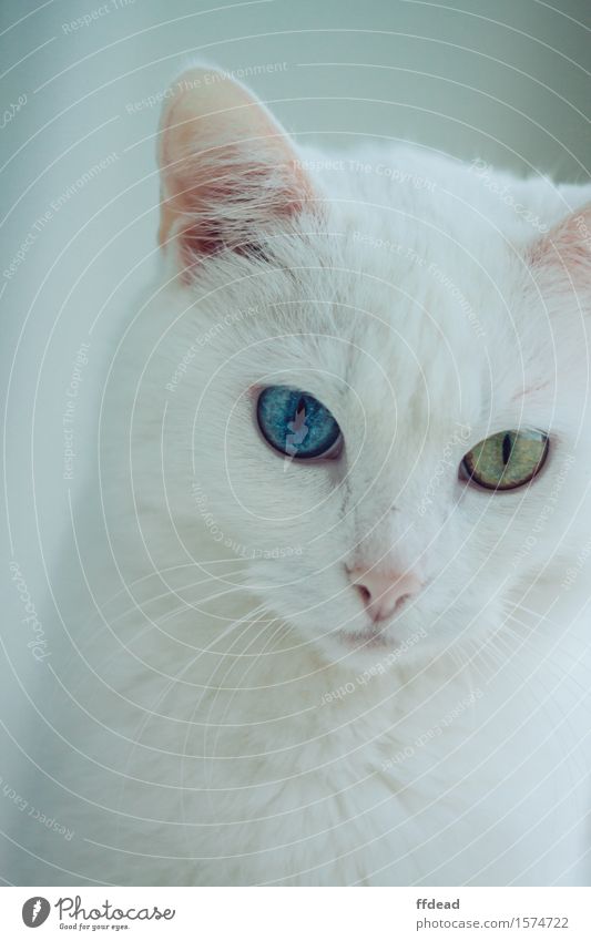 Odd-eyed Katze Tiergesicht 1 niedlich blau grün weiß Heterochromie ungerade Augen Farbfoto Innenaufnahme Nahaufnahme Menschenleer Morgen Tierporträt