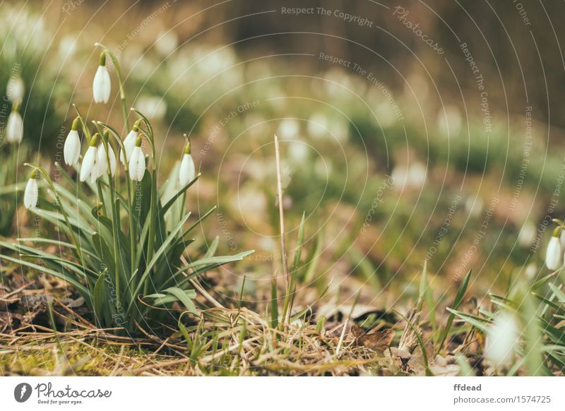 Schneeglöckchen Natur Frühling Pflanze Blume Garten Wald Duft grün weiß Hintergrundbild Farbfoto Außenaufnahme Menschenleer Textfreiraum rechts Tag