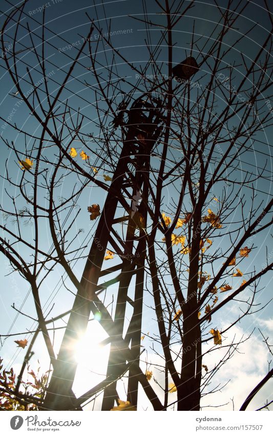 Herbststrom Blatt Himmel Lampe Strommast Sonne Zweig Idylle Jahreszeiten Baum Vergänglichkeit Wärme schön ästhetisch Natur Leben Detailaufnahme