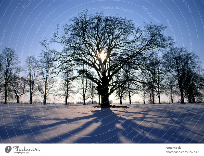 Sonnenuntergang im Winter Baum weiß Schnee Lichterscheinung Eis Landschaft kalt Wald Pflanze Lichteffekt saisonbedingt polar Silhouette
