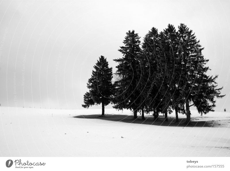 gruppenkuscheln Winter Schnee Eis Frost Baum Wald frieren kalt Einsamkeit Schwarzweißfoto