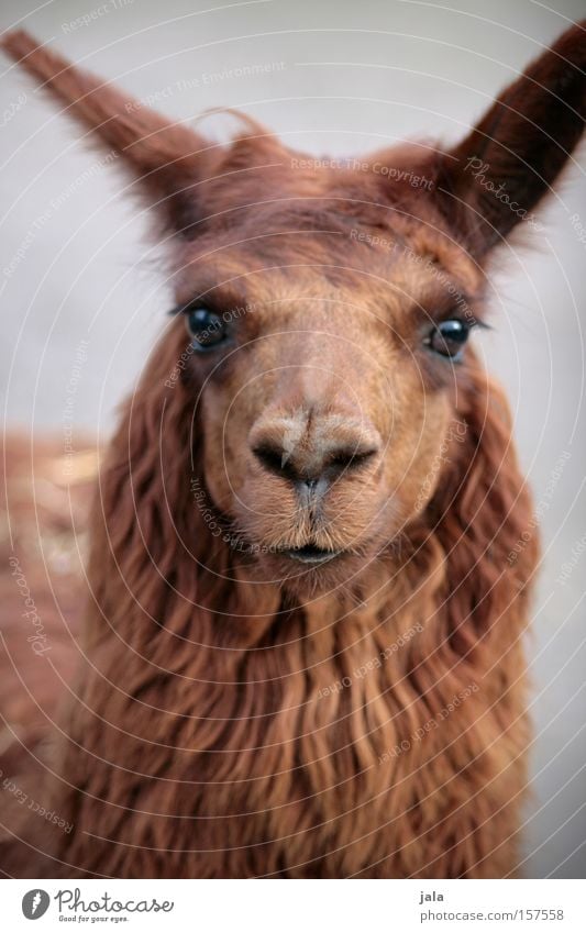 Lady Lama Glama Kamel braun Tier Kopf Blick Auge Fell schön Zoo Säugetier Tiergesicht Tierporträt Blick in die Kamera Blick nach vorn Streichelzoo