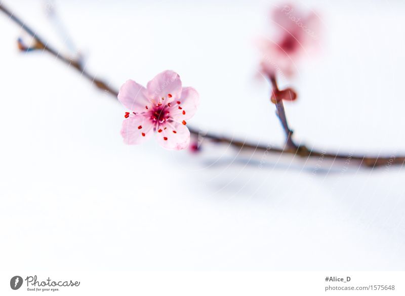 Frühlingszweig Blume Sträucher Blüte Wildpflanze schön natürlich rosa weiß Design Farbfoto Freisteller Hintergrund neutral Unschärfe