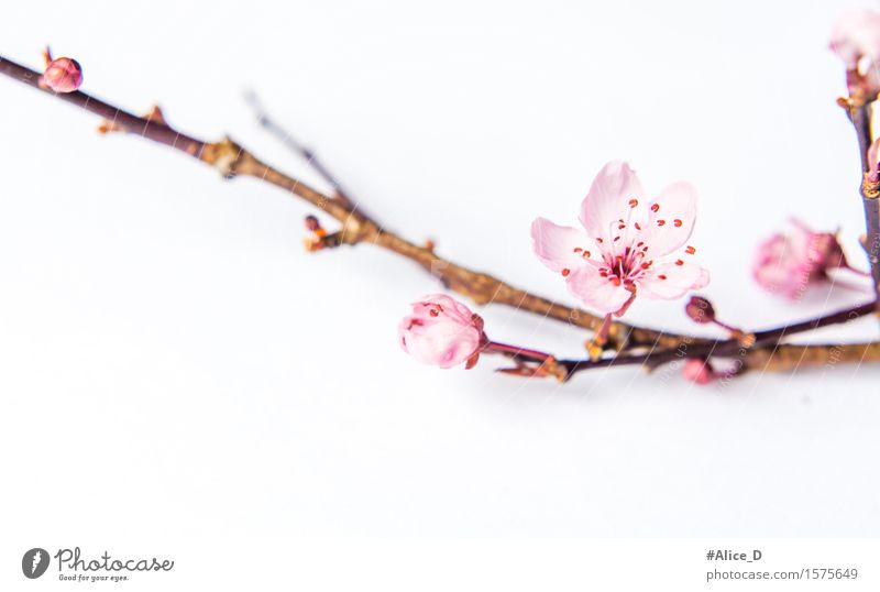 Frühlingszweig rosa Natur Pflanze Blume Blüte Zeichen natürlich weiß Makroaufnahme abstrakt Freisteller Hintergrund neutral High Key Unschärfe