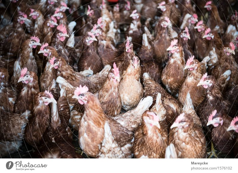 Hühner Tier Nutztier Vogel Tiergruppe füttern braun KAG Freiland Stall Geflügelfarm Poulet Hühnerfabrik Farbfoto Innenaufnahme Menschenleer