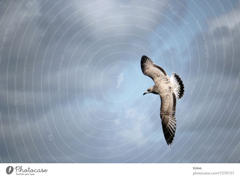 Vogelperspektive Himmel Wolken Schönes Wetter Möwe fliegen Jagd ästhetisch Wachsamkeit Vorsicht Gelassenheit geduldig ruhig Zufriedenheit entdecken
