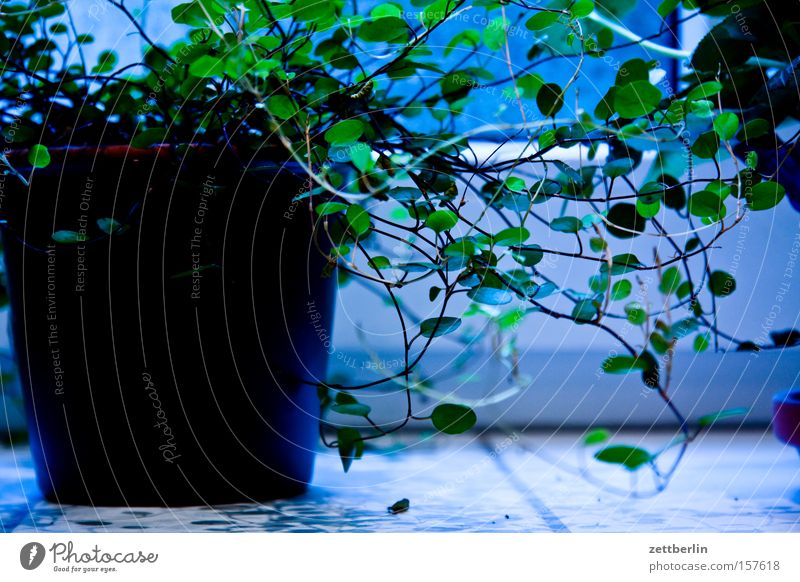 Badezimmerpflanze Pflanze Zimmerpflanze Blumentopf grün Blattgrün Photosynthese Dekoration & Verzierung Häusliches Leben badezimmerpflanze fensterm fensterbrett