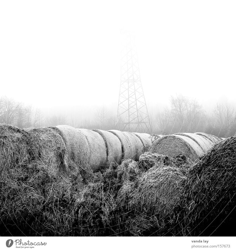 Neblig Feld Stroh Landwirtschaft rund Strohballen Heuballen Schwarzweißfoto Natur Umwelt Elektrizität Stimmung Morgen grau Einsamkeit Strommast Winter
