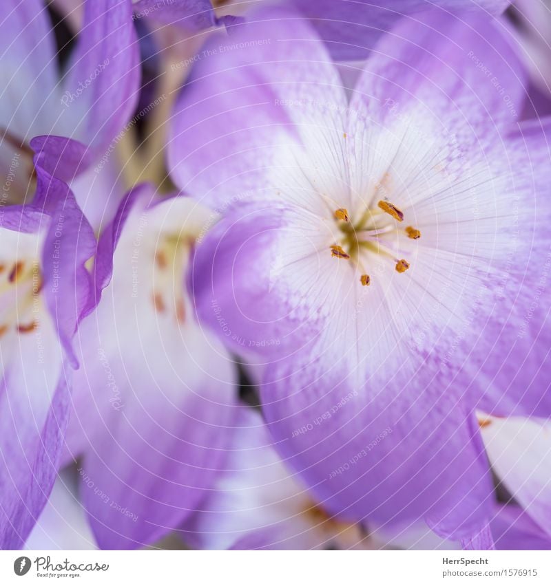 Bleamln Pflanze Blüte frisch nerdig schön violett weiß Blume Blumenstrauß Blumenstengel Blütenstempel Blütenblatt Blühend Blütenkelch Frühling Frühlingsblume
