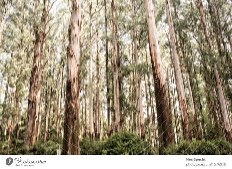 |||||||| Natur Landschaft Sommer Baum Sträucher Grünpflanze Wald Australien Victoria Holz alt groß braun grün Unschärfe Hintergrundbild aufwärts Baumstamm
