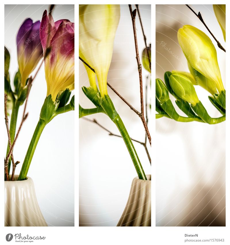 Dreierlei Pflanze Blume Blatt Blüte gelb grün weiß Vase Freisteller Blumenstrauß Blumenstengel Triptychon Farbfoto mehrfarbig Innenaufnahme Studioaufnahme