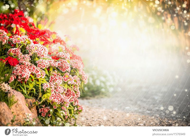Türkische Nelke BlumenBett im Sommer Garten Lifestyle Design Dekoration & Verzierung Natur Pflanze Sonnenlicht Frühling Herbst Schönes Wetter Gras Sträucher