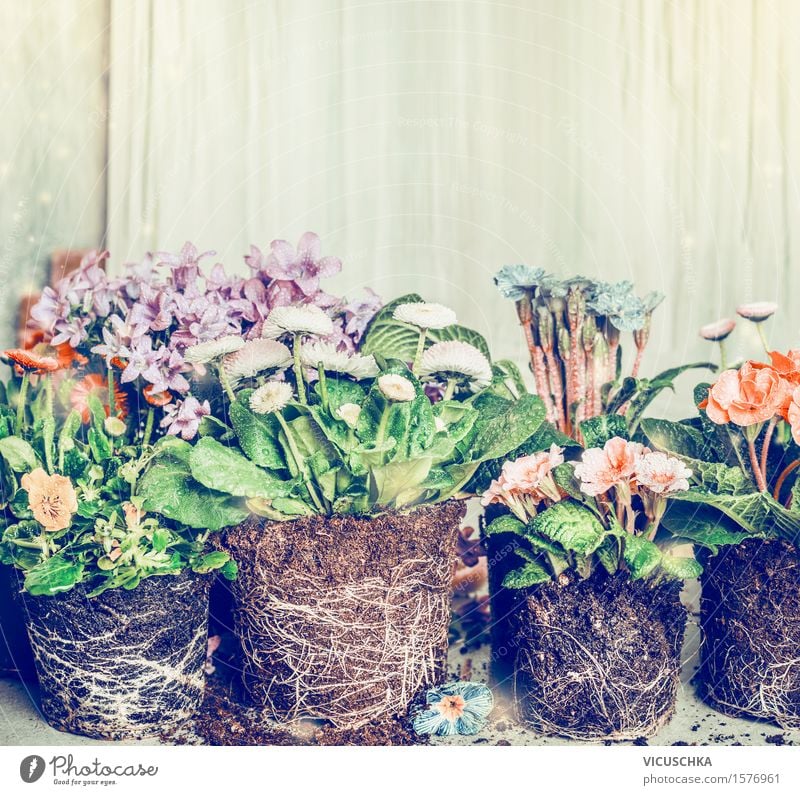 Blumen für Bepflanzung im Garten oder Töpfe Stil Design Freizeit & Hobby Häusliches Leben Dekoration & Verzierung Tisch Natur Pflanze Erde Frühling Sommer