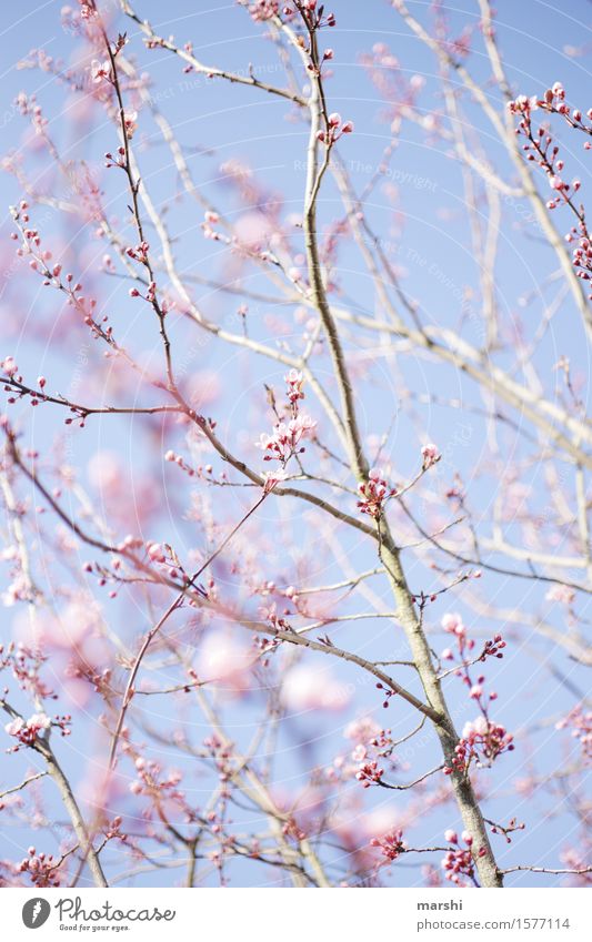 ein bißchen Frühling Natur Landschaft Pflanze Sonne Sommer Baum Stimmung Ast Blühend Blüte blutpflaume Garten rosa blau Blauer Himmel Frühlingsgefühle Farbfoto
