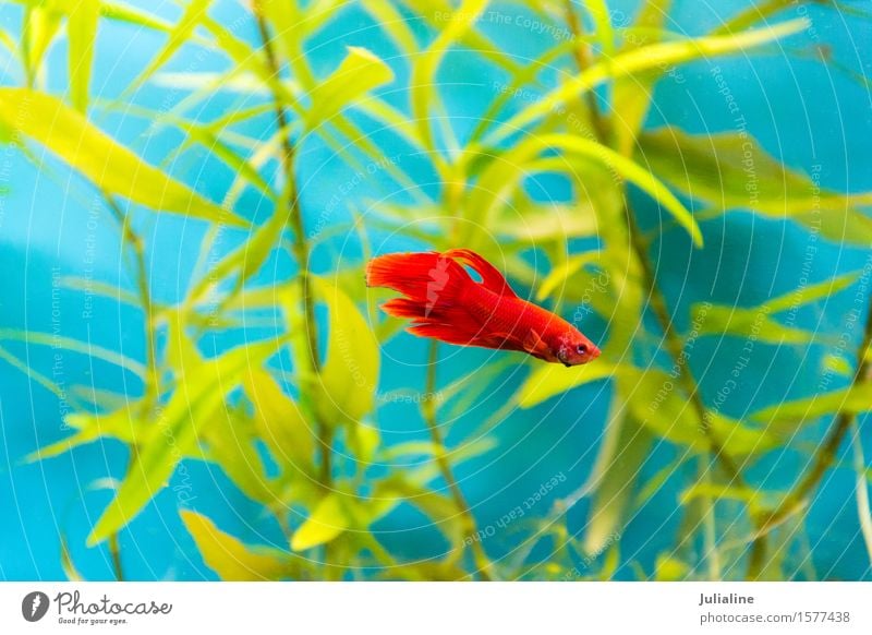 Aquarium-Hähnchen-Fisch im blauen Wasser Meer süß türkis Hahn Papagei Salz Skalar Apogon Rotfeuerfisch Goldfisch Farbfoto