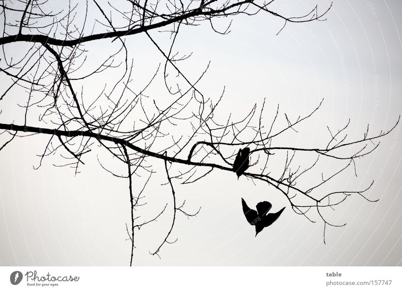 Aufbruch Ast Zweig Vogel Winter Rabenvögel kalt Abheben schön Beginn Luftverkehr Flügel grau schwarz