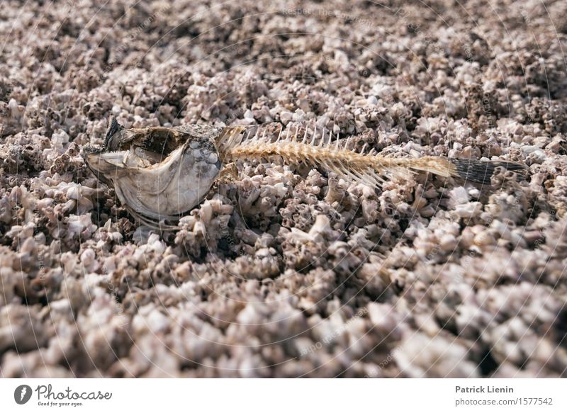 Dead Fish Leben Ferien & Urlaub & Reisen Expedition Sommer Strand Umwelt Natur Tier Dürre Küste See Wüste Wildtier Totes Tier Fisch 1 bizarr einzigartig Ende