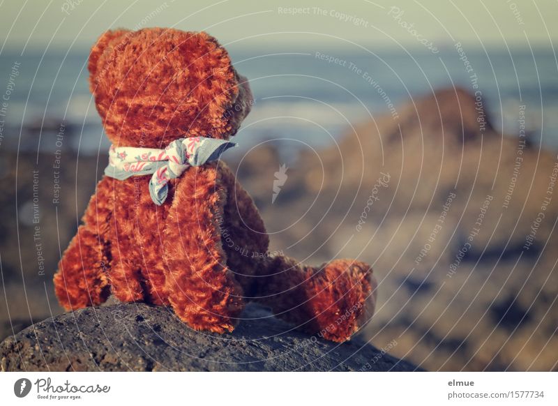 Teddy Per macht Urlaub (12) Küste Meer Felsen Vulkanstrand Teddybär Stofftiere Erholung Blick sitzen kuschlig Wärme Zufriedenheit Lebensfreude Gelassenheit