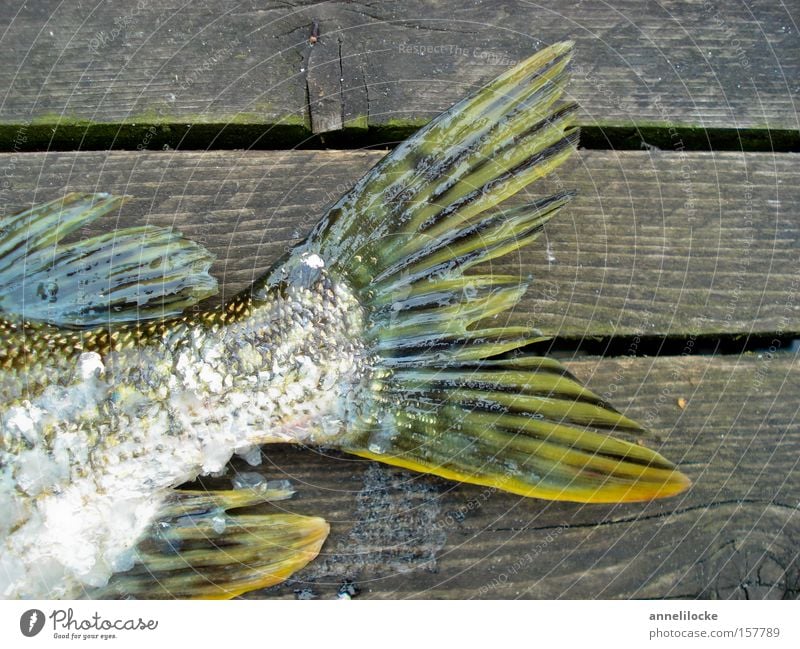 heute gibt's Fisch Hecht Flosse Angeln Angler Fischereiwirtschaft Schuppen schleimig Steg Holz schillernd Tod Ernährung See Fleisch Wasser